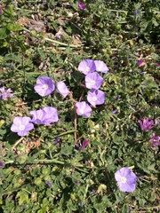 Convolvulus sabatius