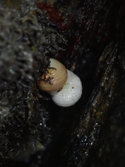 Littorina saxatilis