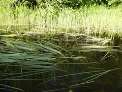 Sparganium angustifolium