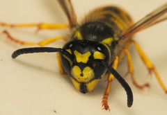 Vespula germanica