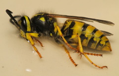 Vespula germanica