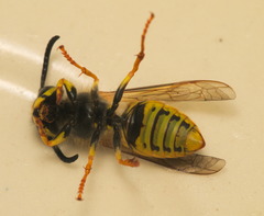 Vespula germanica
