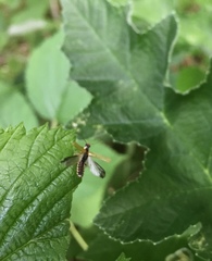 Cantharis decipiens