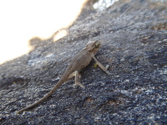 Chamaeleonidae