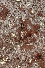 Neurobathra strigifinitella