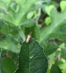 Cantharis decipiens