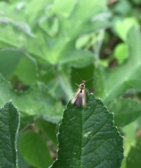 Cantharis decipiens