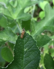 Cantharis decipiens