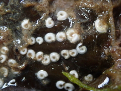 Spirorbis