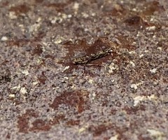 Neurobathra strigifinitella