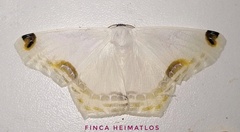 Sericoptera chiffa