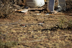 Serinus alario