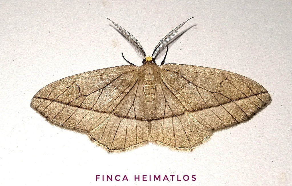 Nephodia secturata