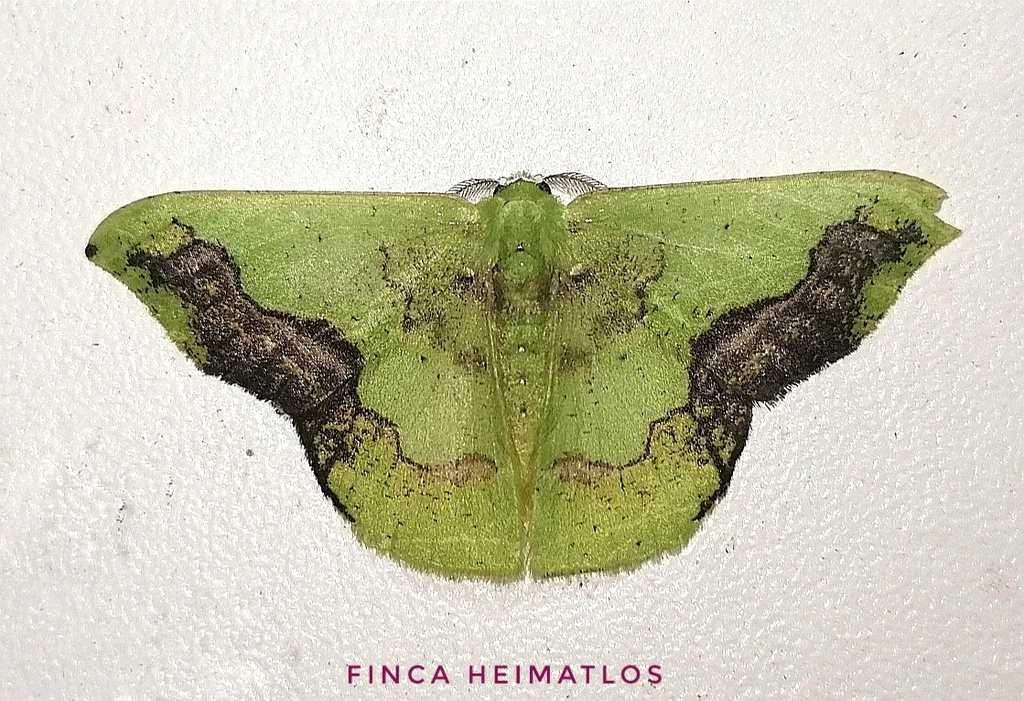 Phrudocentra janeira