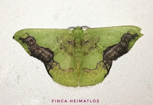 Phrudocentra janeira