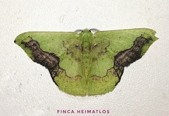 Phrudocentra janeira