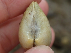 Ruditapes philippinarum