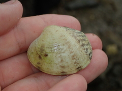 Ruditapes philippinarum