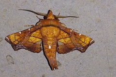 Penicillaria plusioides