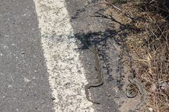 Thamnophis rossmani