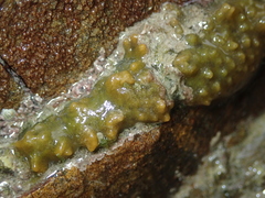 Hymeniacidon perlevis