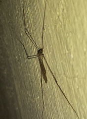 Limoniinae