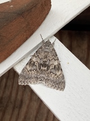 Catocala semirelicta