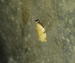 Meridemis