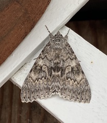 Catocala semirelicta