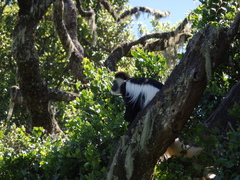 Colobus caudatus