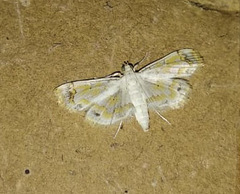 Musotiminae