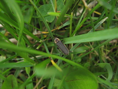 Atalantycha dentigera