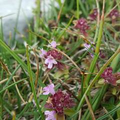 Thymus praecox polytrichus