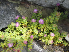 Drosanthemum stokoei