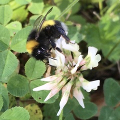 Bombus soroeensis
