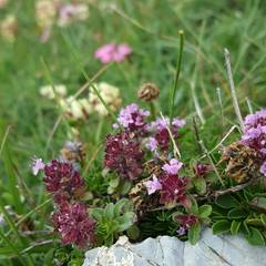 Thymus praecox polytrichus
