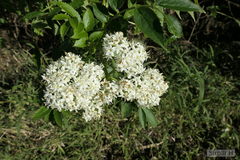 Sambucus australis