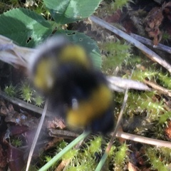 Bombus soroeensis
