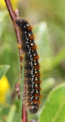 Eriogaster arbusculae