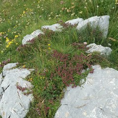Thymus praecox polytrichus
