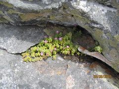 Drosanthemum stokoei
