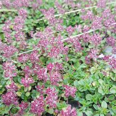 Thymus praecox polytrichus