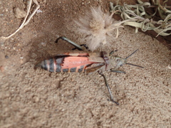 Dictyophorus griseus