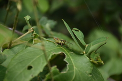 Cibotopteryx