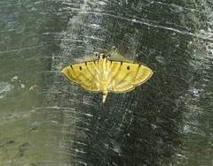 Notarcha