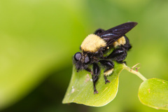 Laphria macquarti