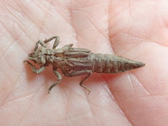 Dromogomphus spinosus