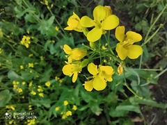 Brassica rapa oleifera