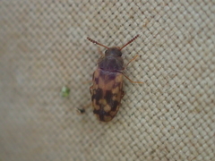 Mycetophagus multipunctatus