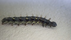 Vanessa atalanta atalanta